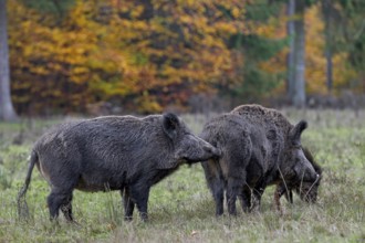 Through scent marks on themselves or on objects, conspecifics of an animal species receive a wide