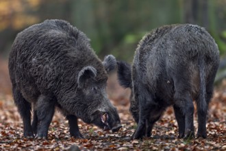 Wild boar (Sus scrofa) testing the readiness of a female to mate, autumn, autumn colours, mating