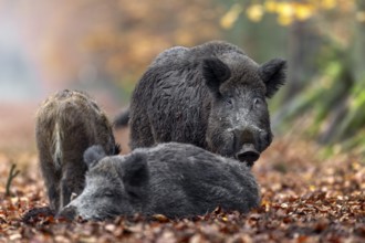 A wild boar boar (Sus scrofa) tests the mating readiness of a female while a young boar lingers