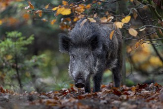 A wild boar (Sus scrofa) curiously observes the photographer lurking on the ground, autumn, autumn