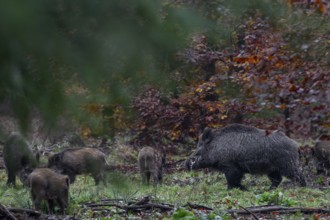 A wild boar boar (Sus scrofa) with saliva foam on its mouth approaches a brook looking for food