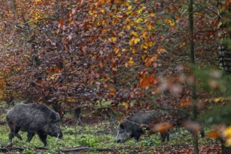 A wild boar (Sus scrofa) with saliva foam on its mouth approaches two wild boars looking for food