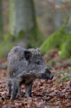 At the edge of the forest, a wild boar (Sus scrofa) forages for beechnuts under beech trees,