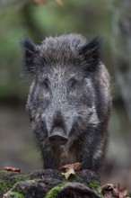 Portrait of an 8 - 9 month old wild boar (Sus scrofa), autumn, autumn colours, Germany