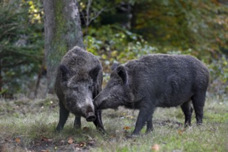 A wild boar (Sus scrofa) seeks contact with another wild boar in the herd, physical contact, social