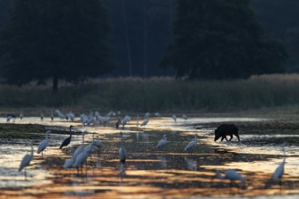 Wild boar (Sus scrofa) crossing a pond and being observed by great egrets (Ardea alba) and grey