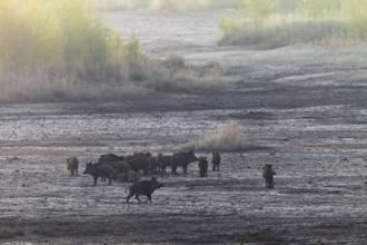 After the pack of wild boar (Sus scrofa) has stopped, the mother animals back up in all directions,