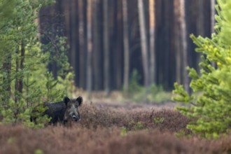 After missing this wild boar (Sus scrofa) on my first attempt to photograph it, I at least managed