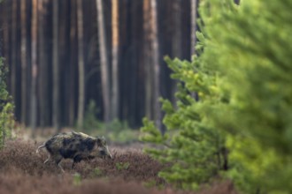 A spotted wild boar (Sus scrofa) crossing a forest clearing, pied, off-colour, Germany