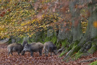 At the edge of the forest, a group of wild boar (Sus scrofa) forages for beechnuts under beech