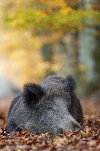A wild boar (Sus scrofa) resting in a beech forest, autumn, autumn colours, Germany