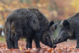 While two wild boar (Sus scrofa) make contact with each other, a boar joins them, autumn, autumn