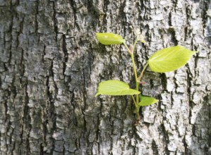 A new branch and fresh, green leaves sprouting from the bark, bark on the trunk of an old lime