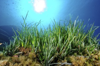 Underwater photo Partial view of seagrass meadow of Neptune grass (Posidonia oceanica) stores