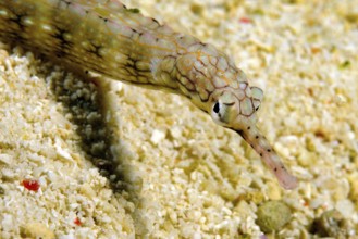 Underwater photo close-up head portrait of Schultz's pipefish (Corythoichthys schultzi), Pacific