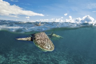 Underwater photo split shot half-and-half shot at sea surface water surface of blacktip reef shark