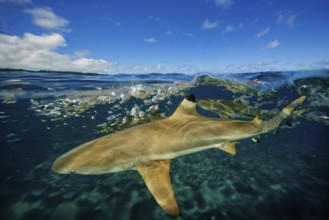 Underwater photo split shot half-and-half shot at sea surface water surface of blacktip reef shark