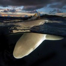 Underwater photo split shot half-and-half shot at sea surface water surface of Grey reef shark