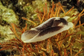 Underwater photo of Star-headed Shield Snail (Chelidonura amoena) Yellow-banded Swallowtail Snail