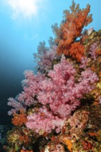 Colourful coral block with colourful soft corals (Dendronephthya) in a coral reef threatened by