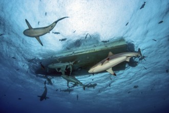 Underwater photo up view of several gray reef sharks circling around dive boat boat for scuba