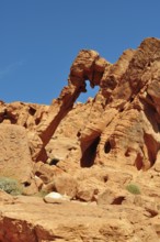 Close-up of the elephant bow, a remarkable rock formation in the desert, Valley of Fire State Park,