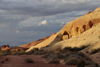Landscape with yellow and red rocks and sparse vegetation in evening light, Valley of Fire State