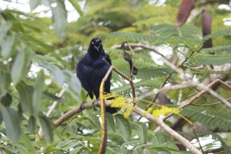 Yellow-eyed blackbird (Agelasticus xanthophthalmus) in the department of Petén, Guatemala
