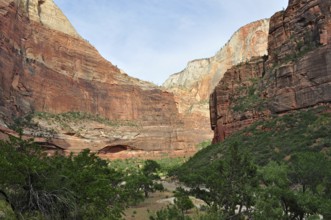Deep valley view with red rock walls and green vegetation in the foreground, Zion National Park,