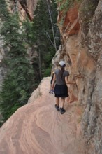 Hiker on a narrow trail to Angel's Landing viewpoint along red rocks surrounded by green trees,