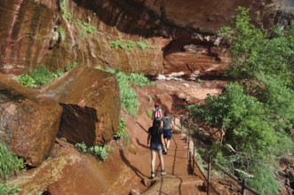 People hike along a trail that leads through red cliffs and lush vegetation, Zion National Park,