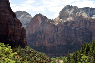 Dramatic cliffs and mountains rise above thick forests under a blue sky, Zion National Park, Utah,