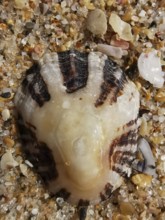 Large mussel shell (bivalvia) with stripes in the sand, detailed nature view on the beach, Algarve,