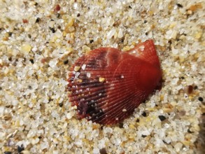 Shiny red mussel shell (bivalvia) in the sand, natural environment on the beach, Algarve, Portugal