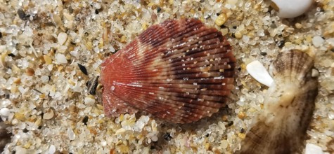 Red mussel shell (bivalvia) lying on sandy ground on the beach, detailed texture visible, Algarve,