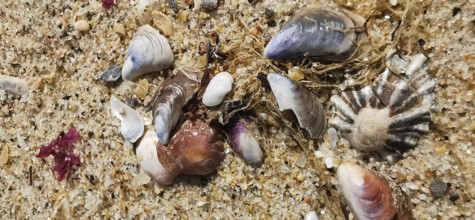 Mussels (bivalvia) and shells scattered in the sand on a beach, natural colours and textures,