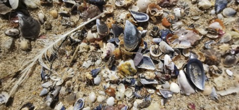 Variety of mussels (bivalvia) and feathers scattered on sandy soil, Algarve, Portugal