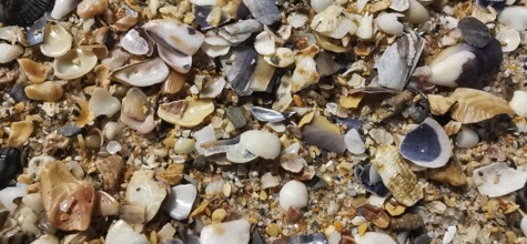 Various mussels (Bivalvia) and shells spread out on sand, Algarve, Portugal
