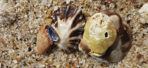 Close-up of two large mussels (bivalvia) and a small snail shell, Algarve, Portugal