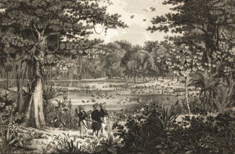 Bird pond on Rio São Fransico, Rondonia, Brazil, natural landscape, forest, lianas, agaves, three