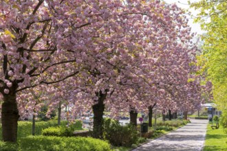 Japanese Cherry Alley Promenade Bad Eilsen Germany