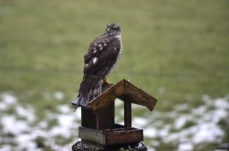 Sparrowhawk (Accipiter nisus) sitting on a birdhouse in the rain, Schleswig-Holstein, Germany