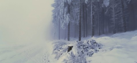 Snowy forest floor with foggy, quiet winter trees, winter, hiking in the Thuringian Forest nature