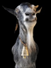 Goat (caprae) with bell posing in front of black background, Albania