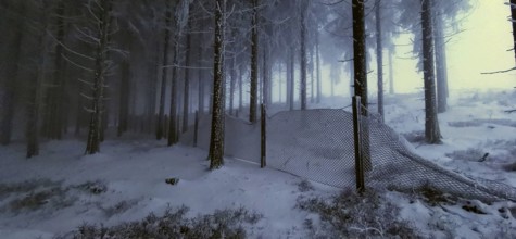 A wire fence separates the frosty forest in winter darkness, winter, hiking in the Thuringian
