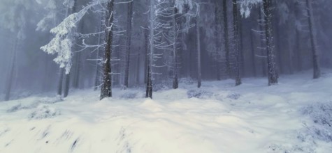 Snow-covered forest with frosty trees in winter, winter, hiking in the Thuringian Forest nature