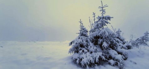 Snowy conifers in a foggy winter landscape, hiking on the Rennsteig, Thuringian Forest nature park