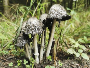 Black mushrooms, Tintlinge (coprinus) with hanging cap in the forest, Franconian Forest nature park