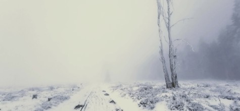 A lonely tree stands in a foggy, snowy winter field, winter hiking, Rennsteig, Thuringian Forest