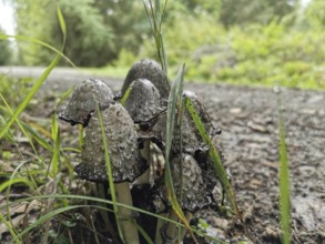 Mushrooms, tintlings (coprinus) grow on the edge of the path with grass and soil, Franconian Forest